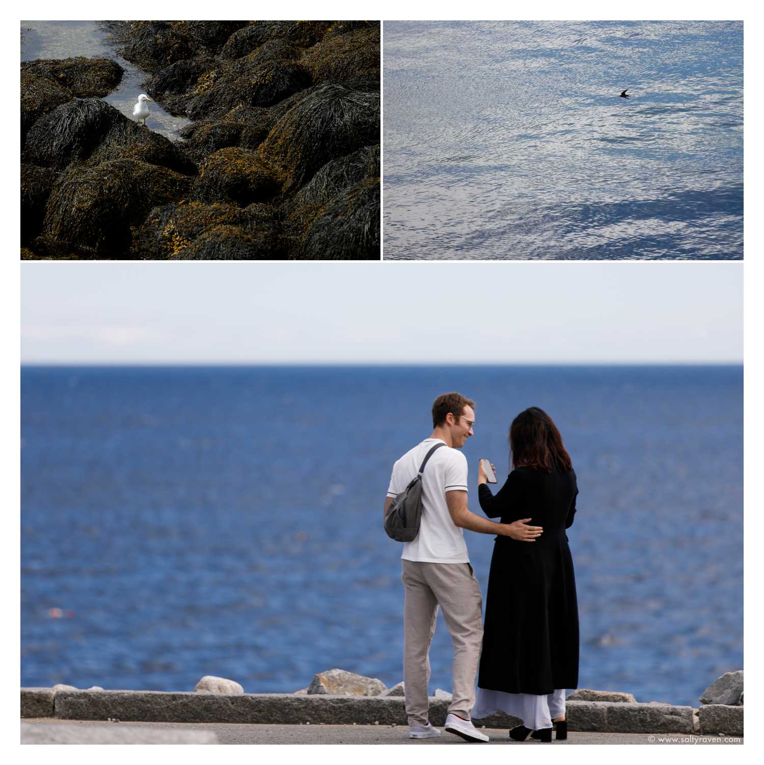 Photos of birds I took while waiting to photograph the surprise proposal in Rockport, MA.